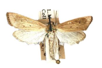 کرم ساقه خوار برنج